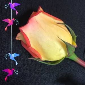 Meet your Posher, Beatriz